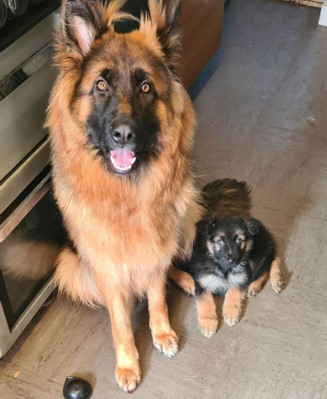 German Shepherd puppies for sale in Dudley, West Midlands – KC registered, 3 weeks old