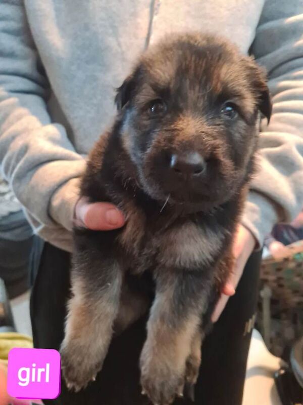 German Shepherd puppies for sale in Dudley, West Midlands – KC registered, 5 weeks old - Image 2 of 4