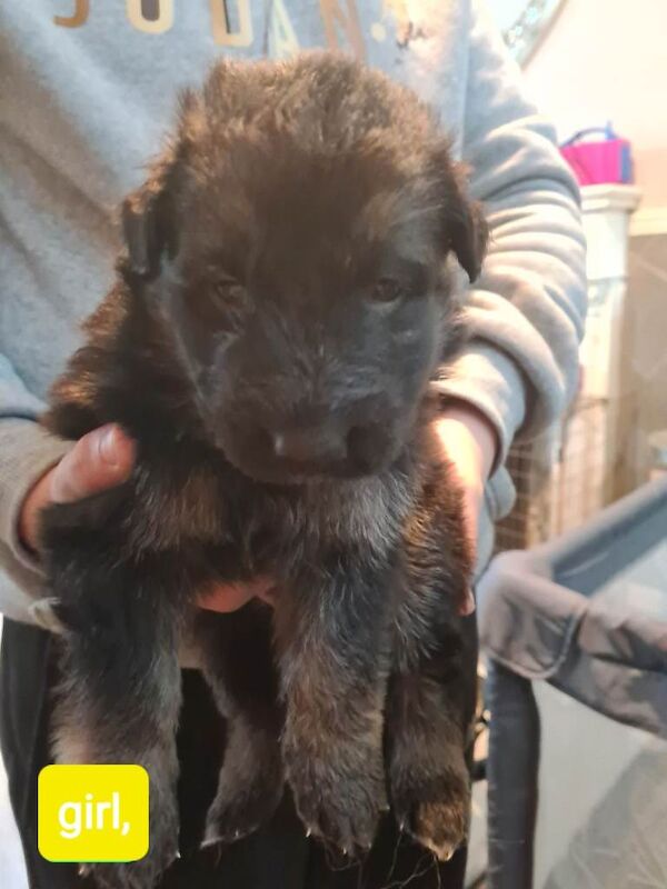 German Shepherd puppies for sale in Dudley, West Midlands – KC registered, 5 weeks old - Image 3 of 4