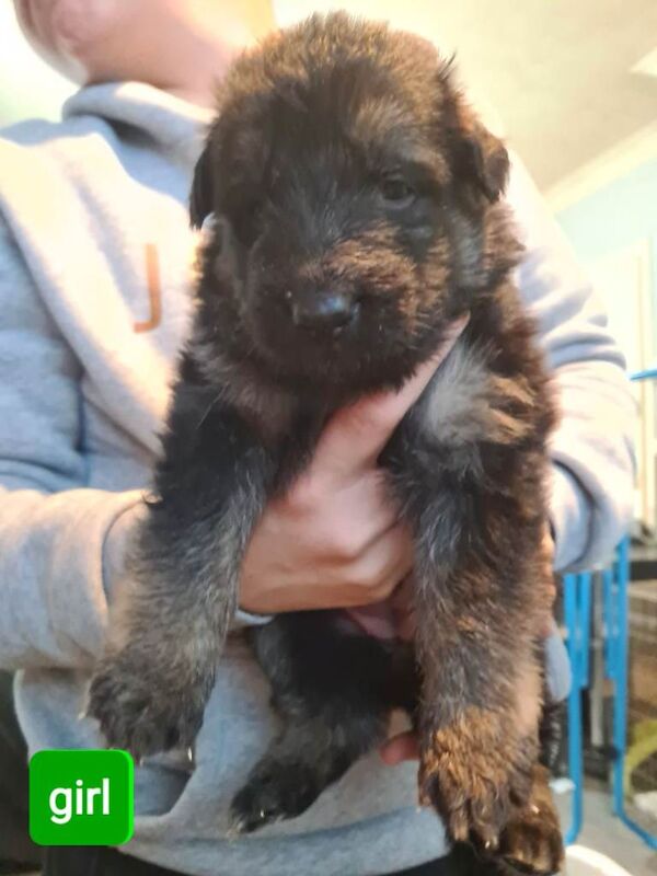 German Shepherd puppies for sale in Dudley, West Midlands – KC registered, 5 weeks old - Image 4 of 4