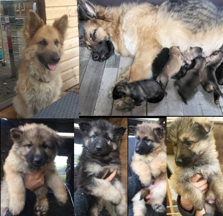 German Shepherd puppies for sale in Cowdenbeath, Fife – 8 weeks old