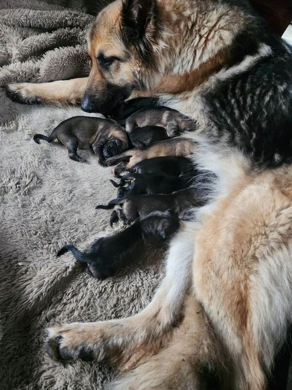 German Shepherd puppies for sale in Cowdenbeath, Fife – 9 weeks old - Image 2 of 2