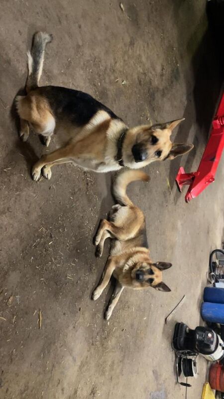 German Shepherd puppies for sale in Irvinestown, County Fermanagh – 4 weeks old