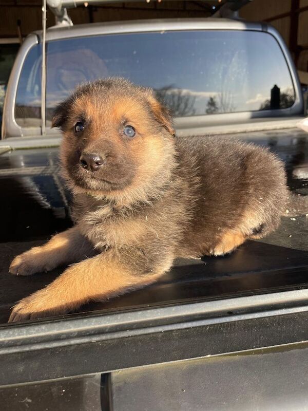 German Shepherd pups - Image 2 of 4