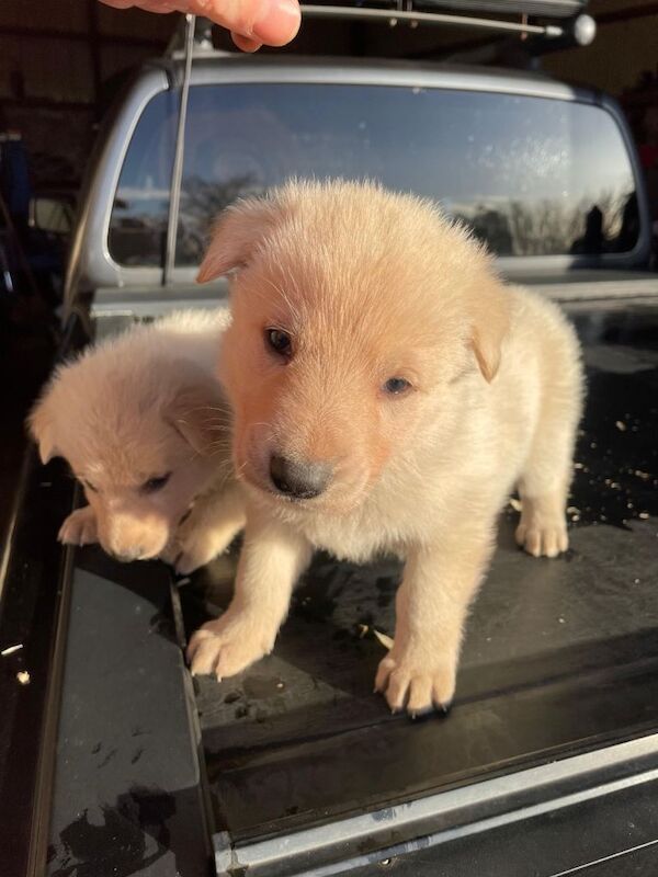 German Shepherd pups - Image 3 of 4