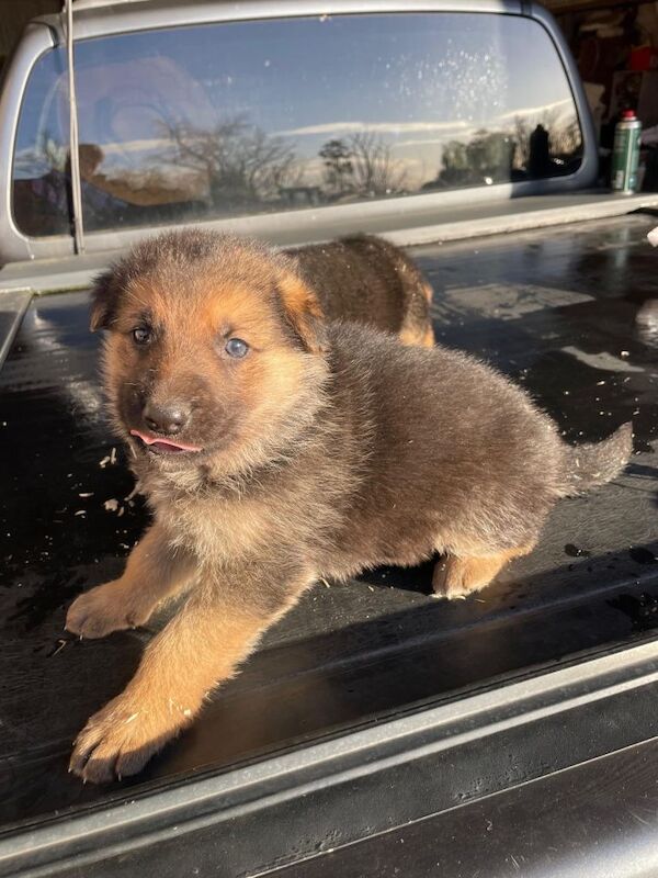 German Shepherd pups - Image 4 of 4