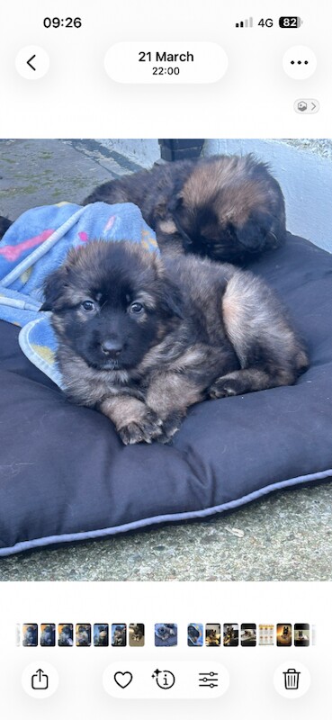 German shepherd pups