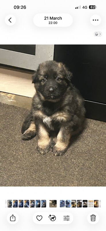 German shepherd pups - Image 2 of 4