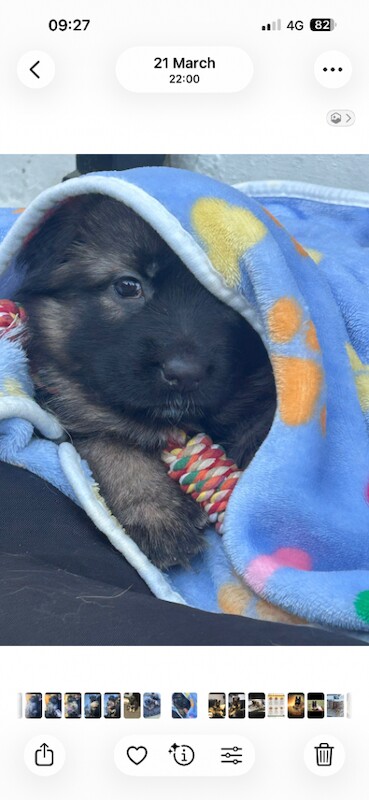 German shepherd pups - Image 3 of 4