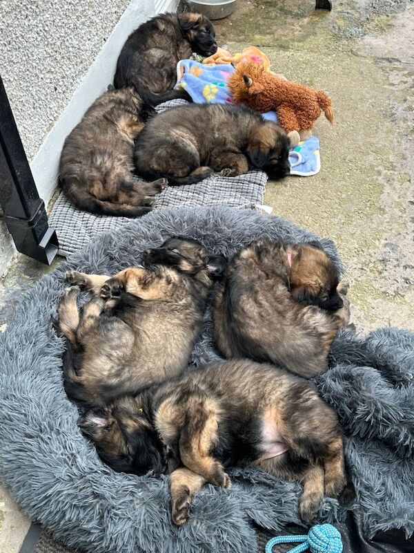 German shepherd pups - Image 4 of 4