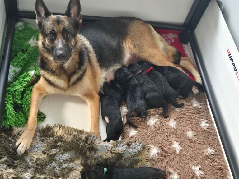 German Shepherd Pups