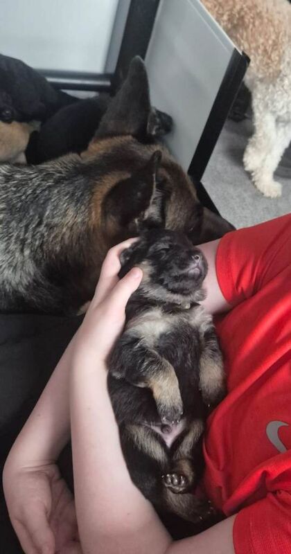German Shepherd Pups - Image 2 of 3