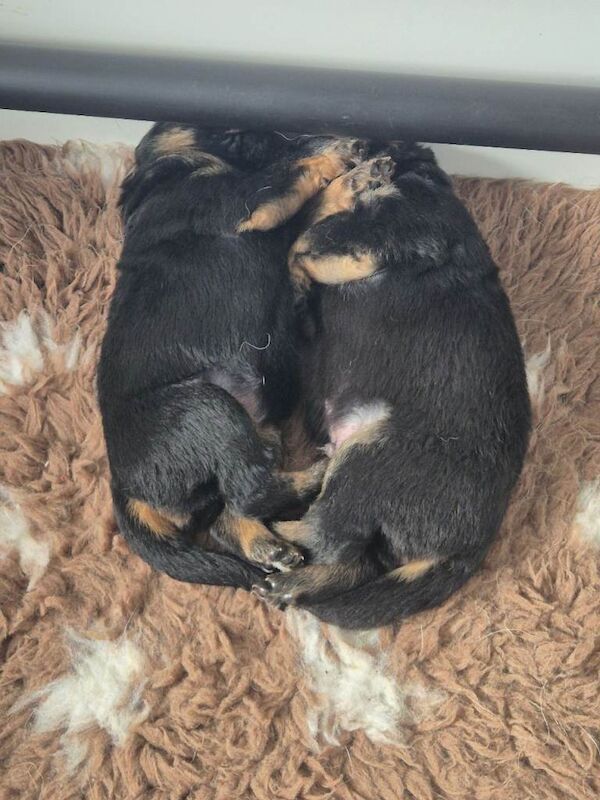 German Shepherd Pups - Image 3 of 3