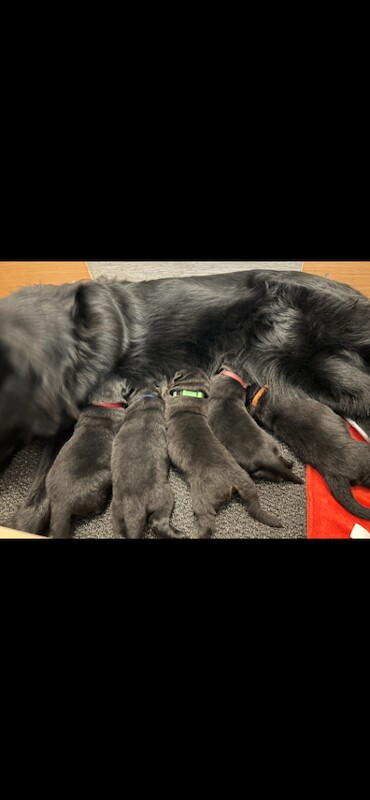 Black German Shepherd Puppies For Sale