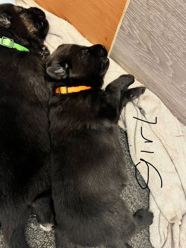German shepherd pups - Image 2 of 5