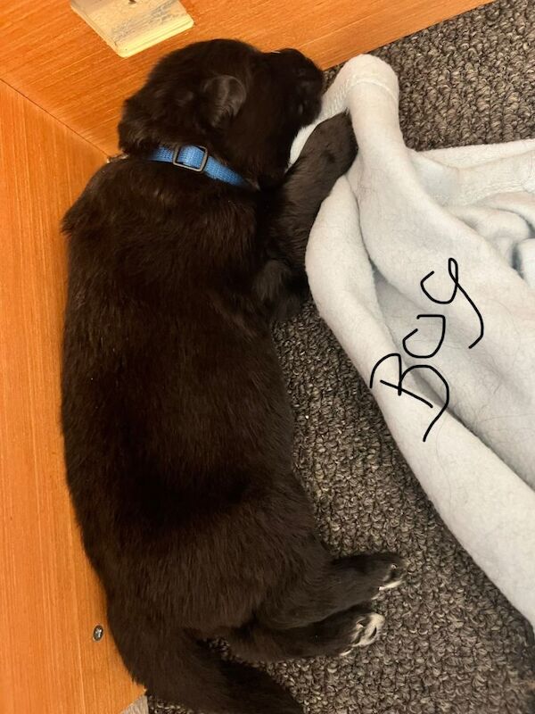 German shepherd pups - Image 3 of 5