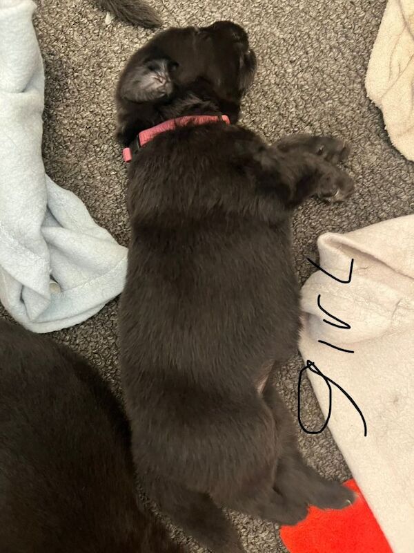 German shepherd pups - Image 4 of 5
