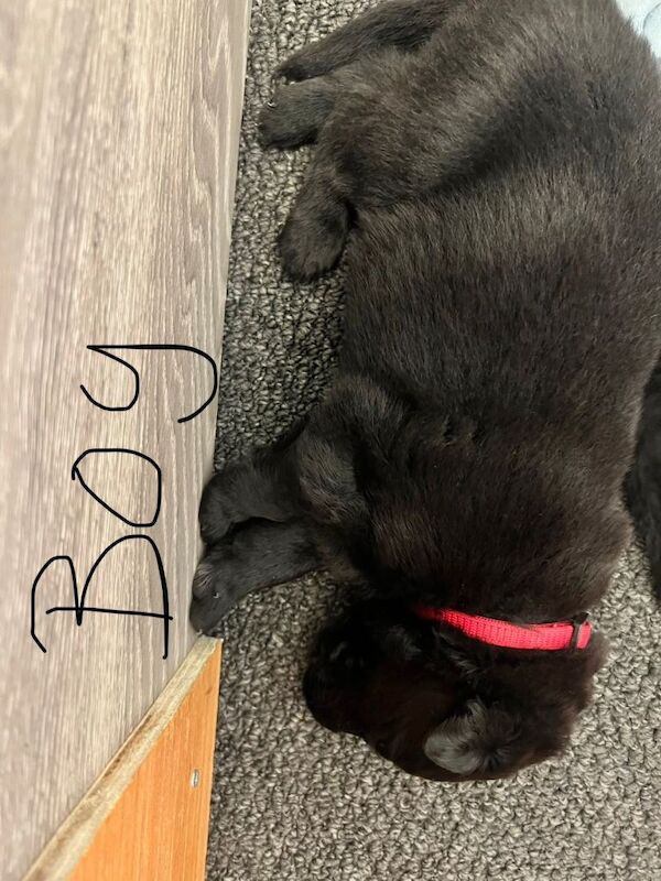 German shepherd pups - Image 5 of 5