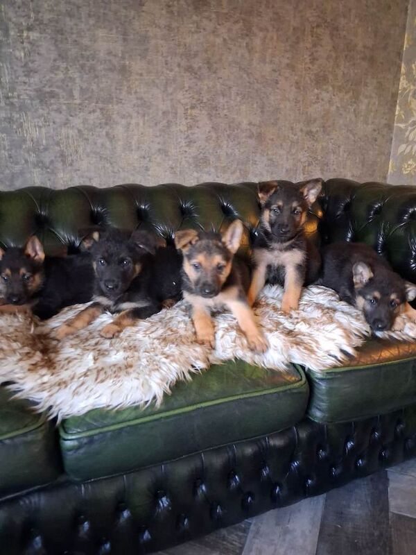 German shepherd pups