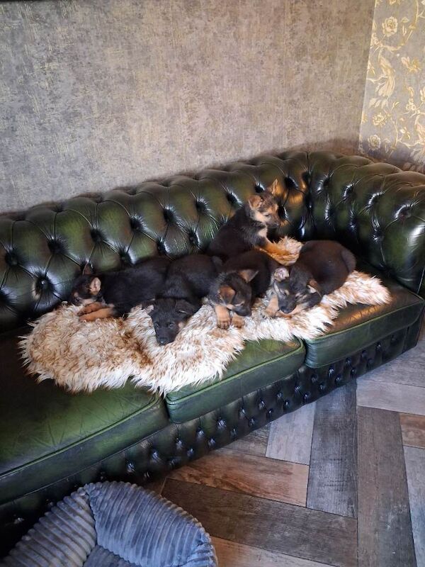German shepherd pups - Image 2 of 5