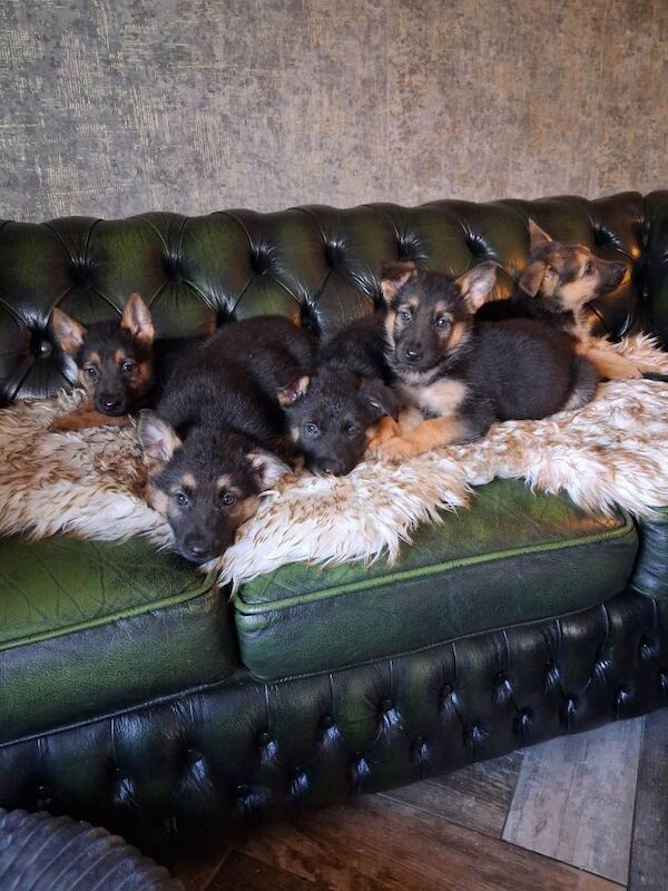 German shepherd pups - Image 3 of 5