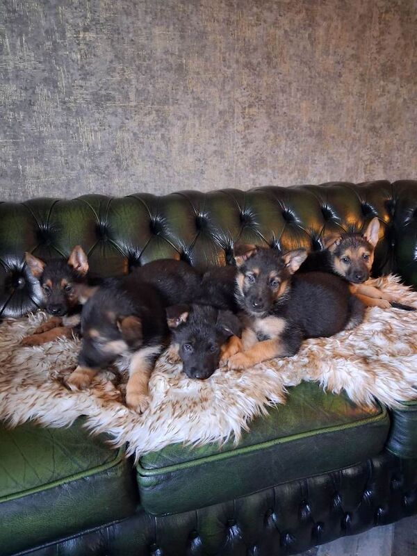 German shepherd pups - Image 4 of 5