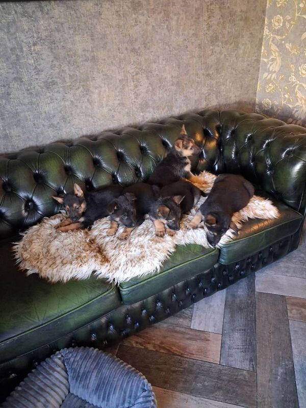 German shepherd pups - Image 5 of 5