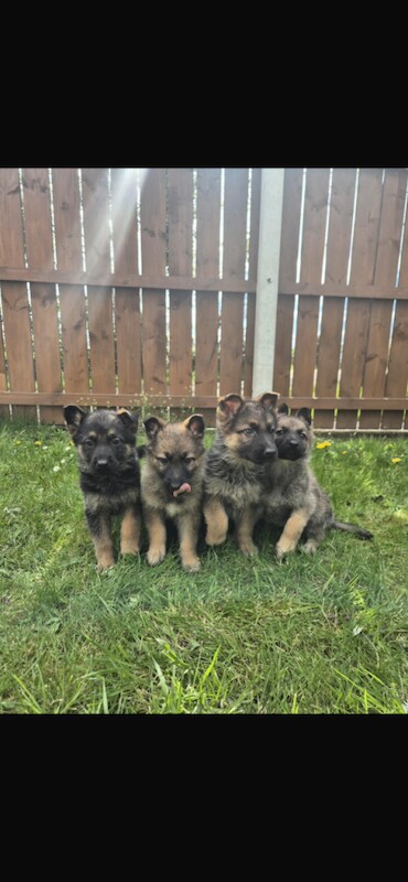 German shepherd pups - Image 2 of 3