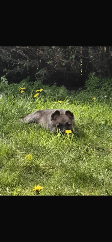 German shepherd pups - Image 3 of 3