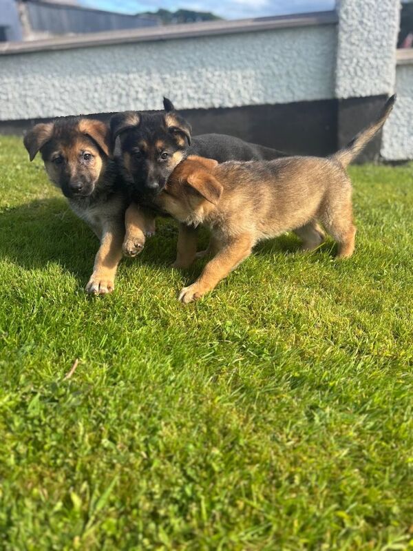German shepherd pups