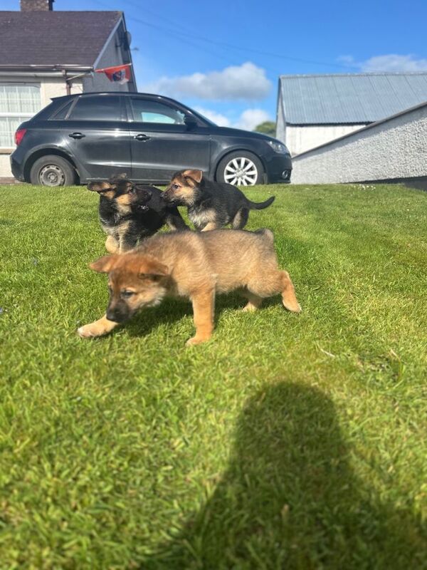 German shepherd pups - Image 2 of 3