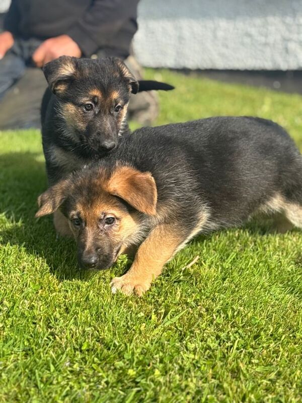 German shepherd pups - Image 3 of 3