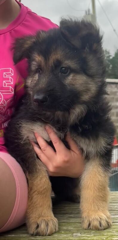 Kennel Club Registered German Shepherd Puppies For Sale
