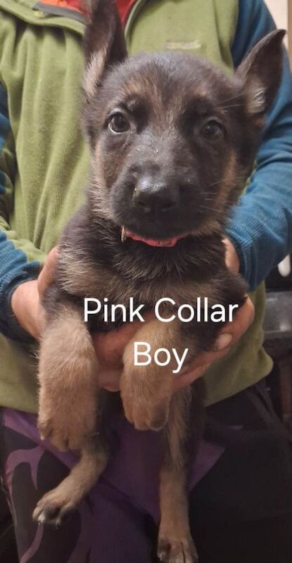 German Shepherd Pups - Image 3 of 4