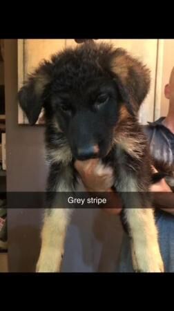 German Shepherd puppies for sale in Lincolnshire – 1 year old - Image 2 of 5