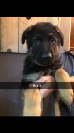 German Shepherd puppies for sale in Lincolnshire – 1 year old - Image 3 of 5