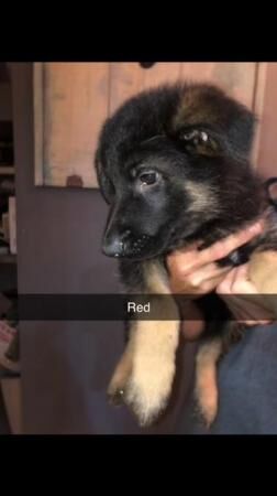 German Shepherd puppies for sale in Lincolnshire – 1 year old - Image 4 of 5