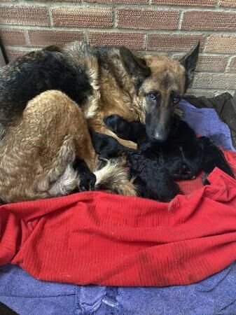German Shepherd puppies for sale in Lincolnshire – 1 year old - Image 5 of 5