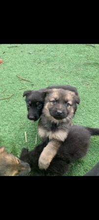 German shepherd pups Black and tan for sale in Athersley South, South Yorkshire