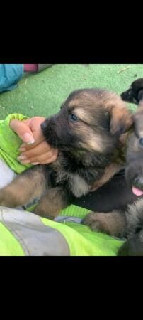 German shepherd pups Black and tan for sale in Athersley South, South Yorkshire - Image 2
