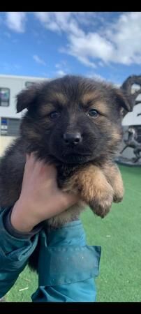 German shepherd pups Black and tan for sale in Athersley South, South Yorkshire - Image 4