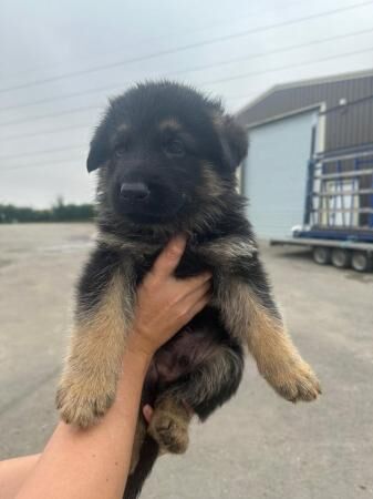 German Shepherd pups for sale - Image 1 of 5