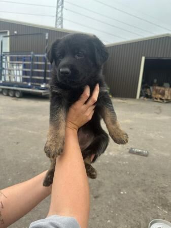 German Shepherd pups for sale - Image 2 of 5