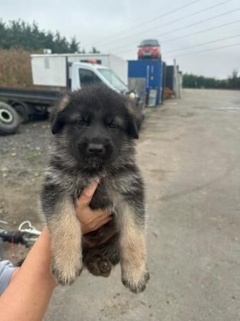 German Shepherd pups for sale - Image 3 of 5