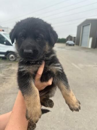 German Shepherd pups for sale - Image 4 of 5