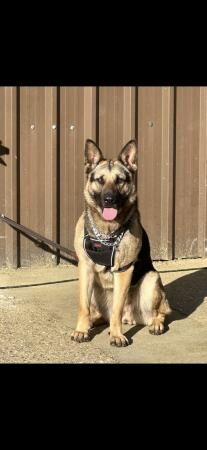 German Shepherd pups for sale - Image 5 of 5