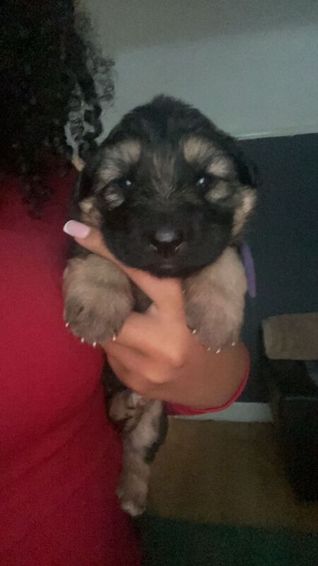 German Shepherd pups for sale - Image 2 of 3