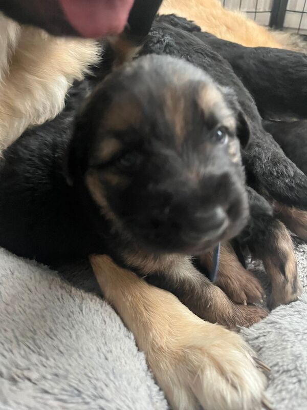German Shepherd pups for sale - Image 3 of 3