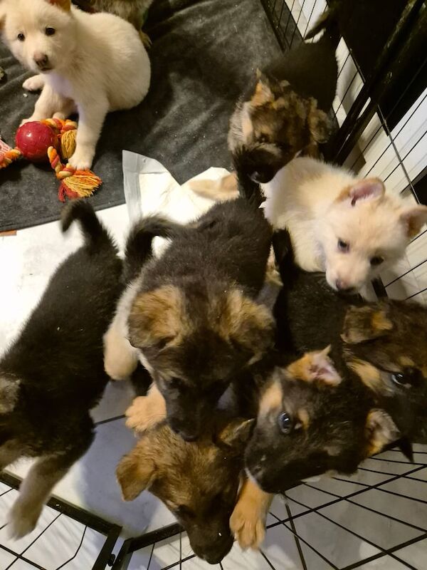 German shepherd pups for sale in Dunmurry, County Antrim