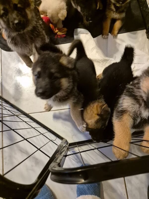 German shepherd pups for sale in Dunmurry, County Antrim | Image 2